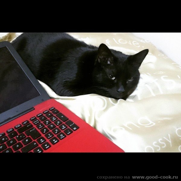 кот