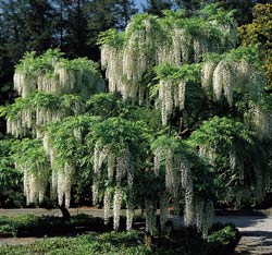 если верить гугелю, то это одно и тоже Еще есть "japanese wisteria &#39;pink&#39; " lapanese wister... - 2