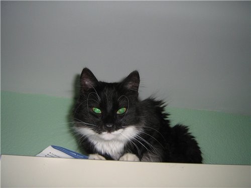 А вот и мой котик - 3