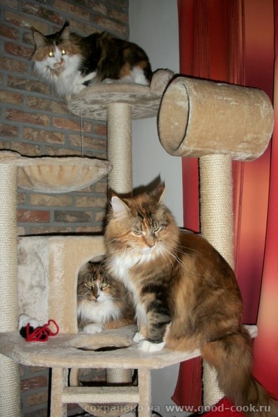 Кошки