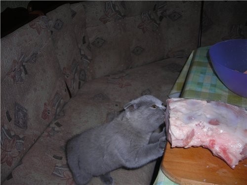 Аська мясо со стола пыталась стянуть