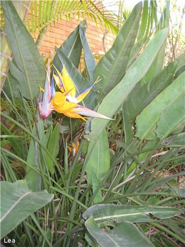... King Orchid . Вот так растут орхидеи в природных условиях - условия полутени и древесной почвы,... - 4