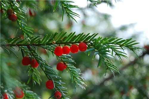 Taxus цветок Датуры