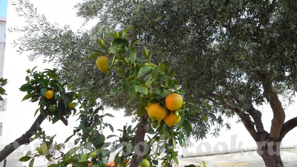 Мандарины limony Оливки