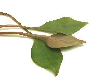 Зимний пурслэйн (winter purslane) Кубанский шпинат = шахтерский салат = клайтония На этом салатные...