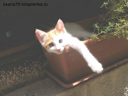 А это наша первая киска, просто пришла к нам котенком, и днями и ночами сидела под нашей дверью, мо... - 3