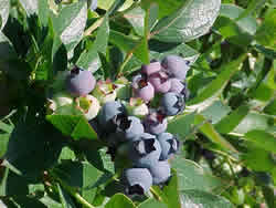 Голубика (Blueberry) По богатству витамина С голубика превосходит чернику