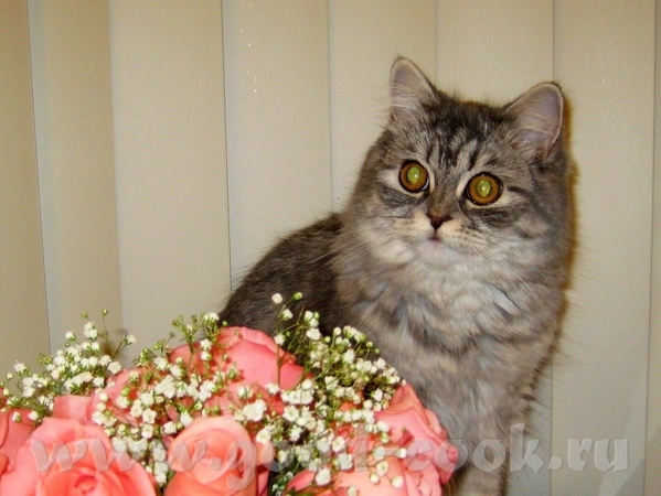 Девочки, кто рисует кошечек, может и мою Беатрису нарисуете - 2