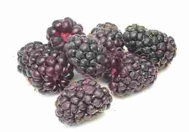 Черника (blueberry) Выбирайте упругие, твердые ягоды, темные с белесым налетом - 2