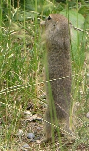 ...---... !  ,    ! ..  - ! - 3