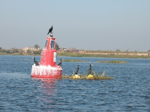 Птиц в дельте Нила полно - 3
