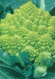 Девочки,что можно из этой капусточки приготовить вкусненького