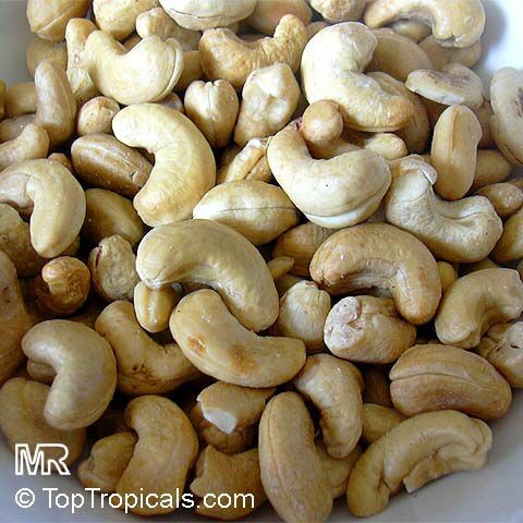 Орех Кешью (Anacardium occidentale)