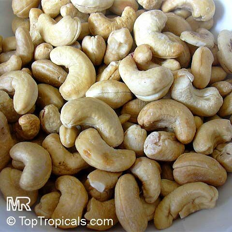   (Anacardium occidentale)