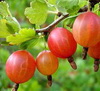 Клубника/Земляника Земляничное варенье от Janochka Варенье из клубники и жимолости от Oksana Варень... - 2