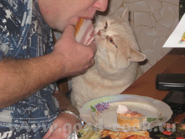 Эти забавные животные