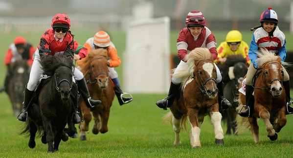 shetland pony foal