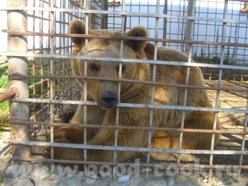 такая вот пушистая курочка уточка Потапыч Дичь Из окна отеля - 3