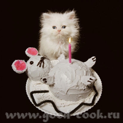 открытка др котик с тортиком