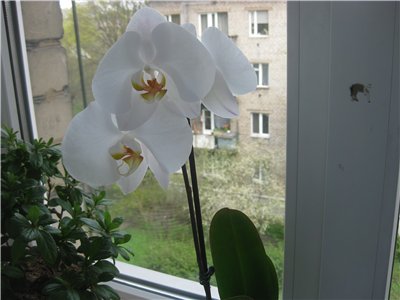 Анечка благодаря твоим стараниям смотри , что я имею А это тебе [/URL А теперь вопросик можно в оди... - 2