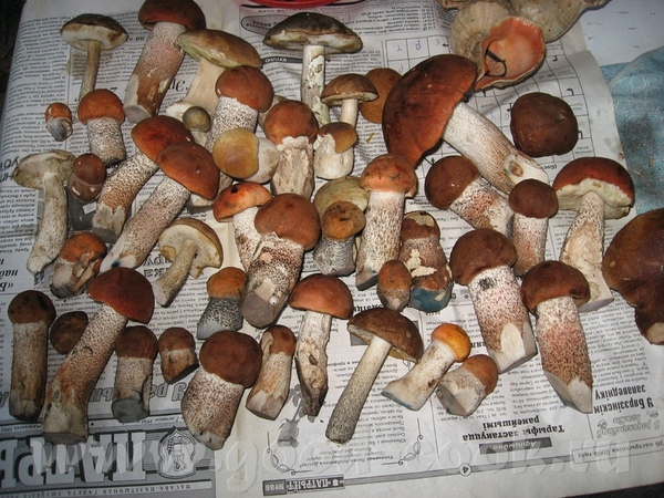 Девочки, родненькие здрасьте - 2