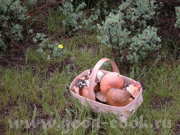 Основную часть грибов мы собрали вот под такими "кустиками", мне всё время хочется назвать их "люти...