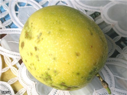 СОК ИЗ МАРАКУИ ( PASION FRUT ) Этот тропический фрукт очень полезен, т - 3