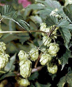 Хмель обыкновенный Коноплевые - Cannabaceae - 3