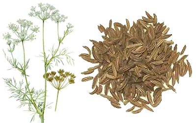 Сумах - сумак - sumac, &#1587;&#1605;&#1575;&#1602; &#1587;&#1615;&#1605;&#1617;&#1614;&#1575;&#160... - 3