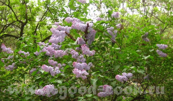 Девочки, а у меня под балконом сирень цветет
