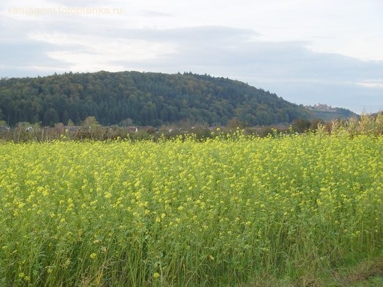 Просто красивые пейзажи