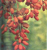  (honeysuckle)  (barberry)  ( ) (fig) - 2