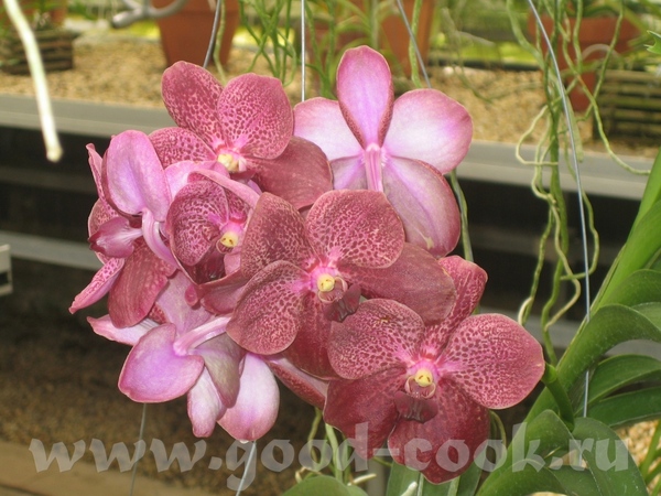 вот это орхидеи - 2
