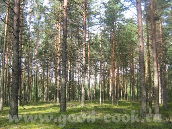 Лес