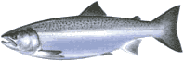 Сайда - 3