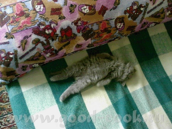 Хочу показать чудо, это мы родителям подарок сделали