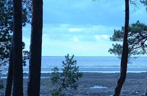 Нашла, нашла зелёнку, то ли клюква пробивается, то ли черника - 3