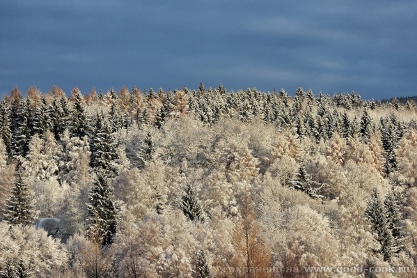 лес в снегу
