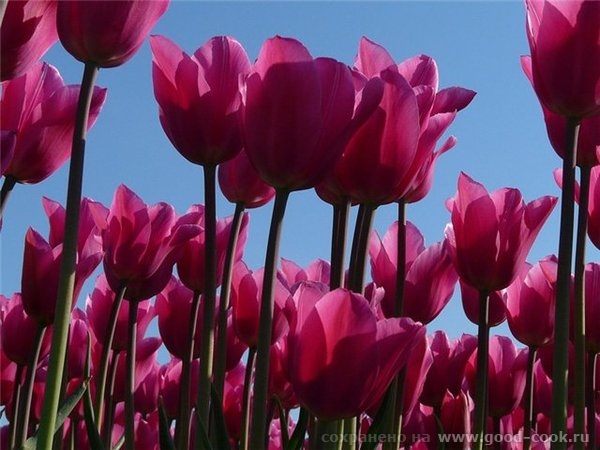 Сегодня у Маши (Муся-из Берлина ) ДНЮХА