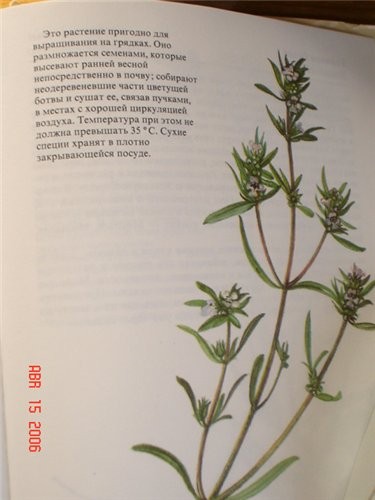 Посмотрела я свою книжку и получается ты права, ЧАБЕР это не ЧАБРЕЦ - 2