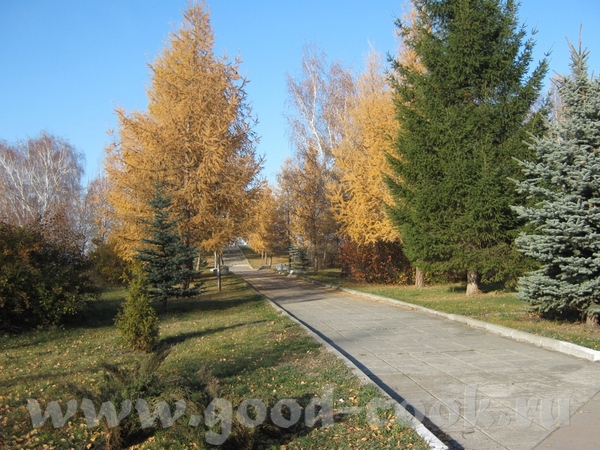 Алисонька осень шикарная