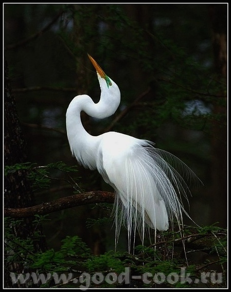  o  -      ( )- Great White Heron ------------------... - 4