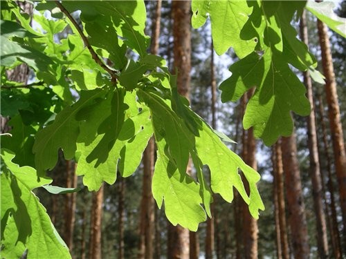 Заметки юного натуралиста