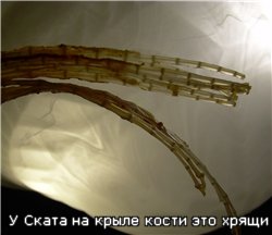КРЫЛO СКАТА В СЫРНОМ ОБЛАКЕ 1 крыло ската 700 гр - 4