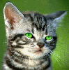 Я тоже с котиками - 2