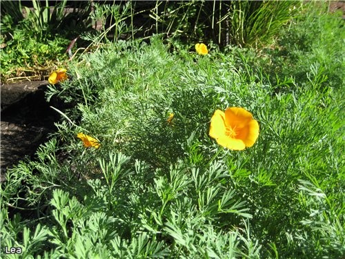 разновидность California Poppy - 3