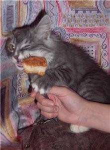 Пицца, говорите