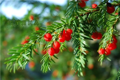 Taxus цветок Датуры - 2