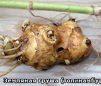 Слушай,а что за зверь топинамбур