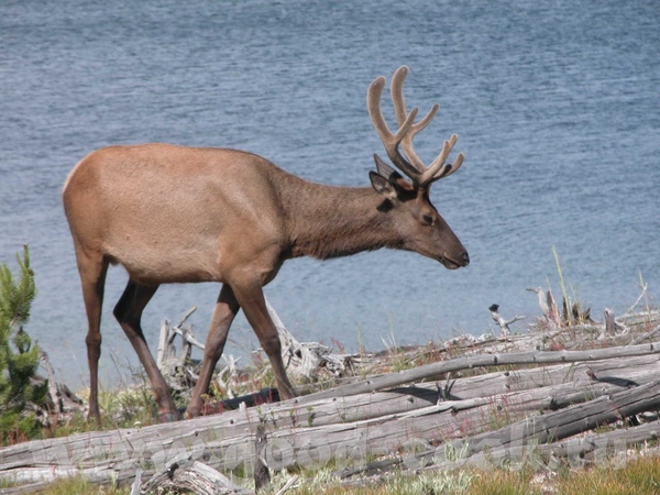    "Grand Teton"  &#39;  "Yellowstone"